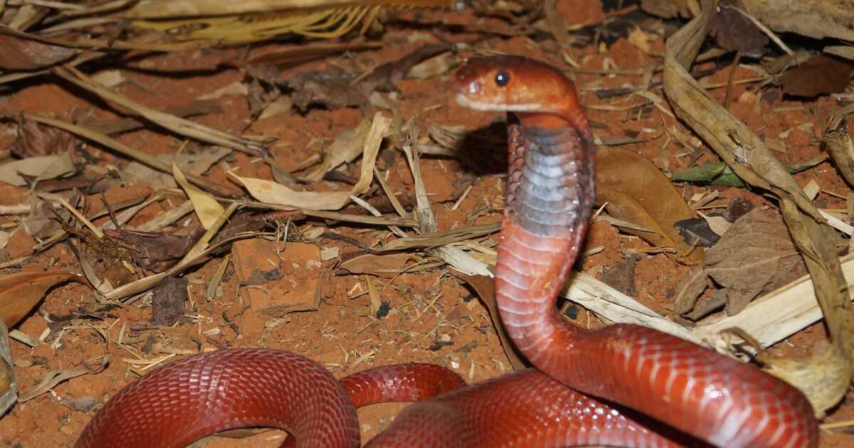 Discover the Fascinating World of Reptiles in Ariège