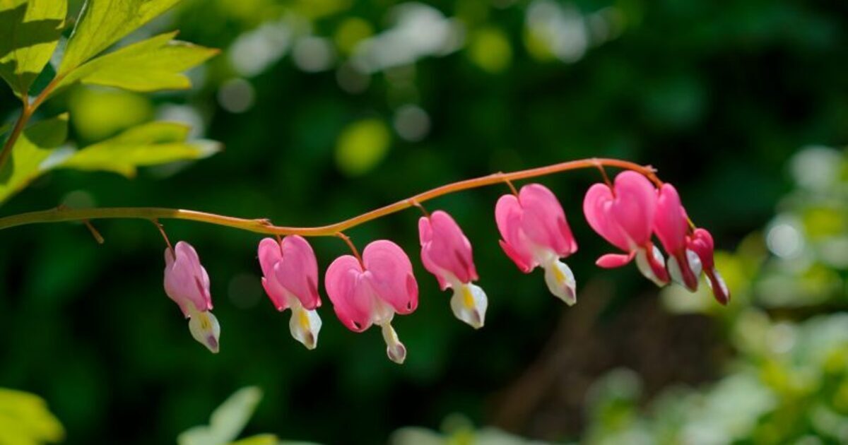 Explore the Serenity of Le Clos des Arômes: A Guided Tour Awaits!