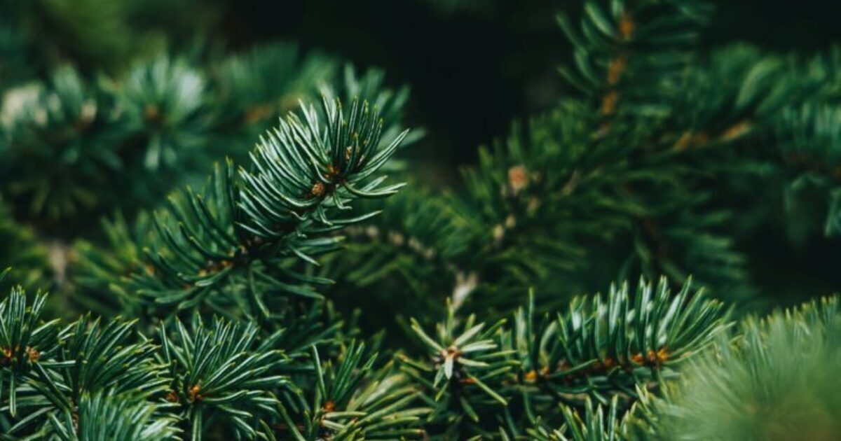 Reconnect with Nature: Forest Therapy Day in the Ariège